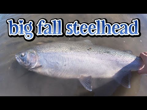BIG FALL STEELHEAD | LAKE ONTARIO TRIBUTARY- NOV. 9, 2022 #wynricksfishing adventures