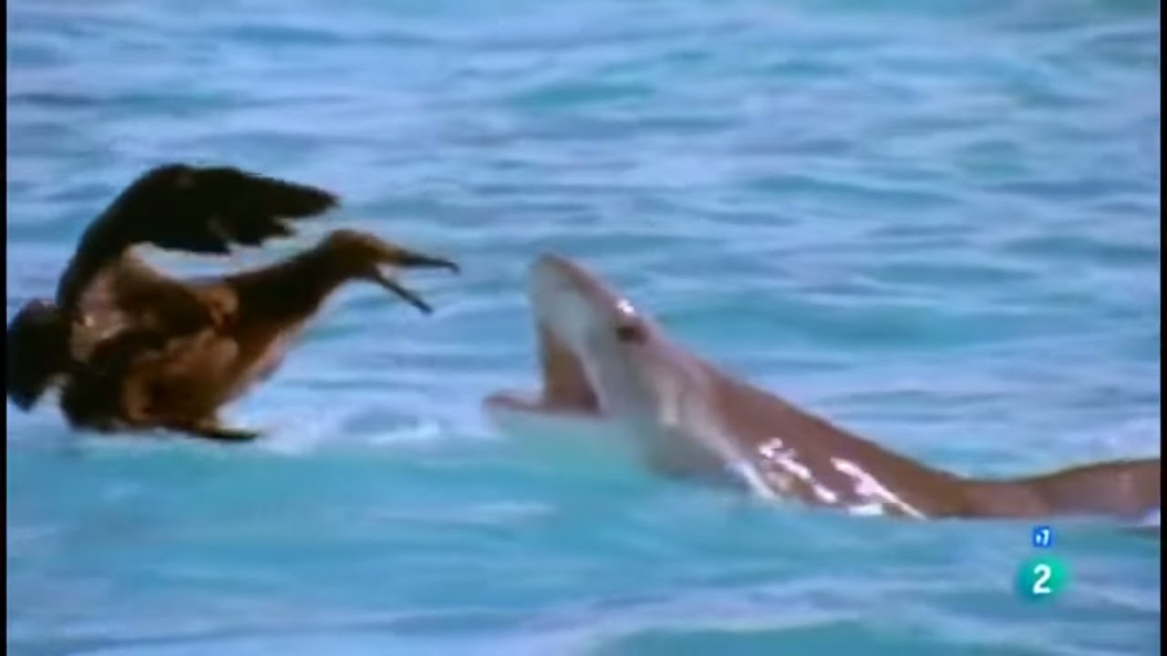 Grandes documentales – Los depredadores de los mares