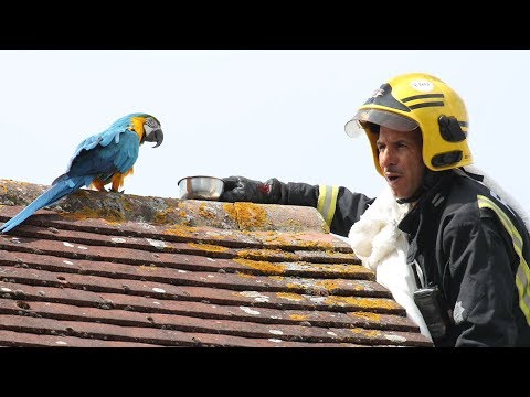 "Potty-Mouthed Parrot" Curses Out Firefighters Trying to Rescue Her