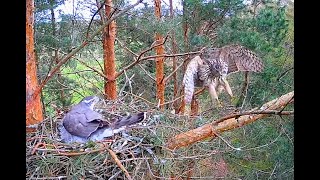 No visitors welcome! Estonian Goshawks. Riigimets. 16 April 2024