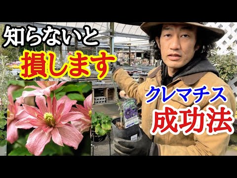 クレマチスが元気に育つように剪定します。どのような基準で剪定を行うべきですか?  庭園