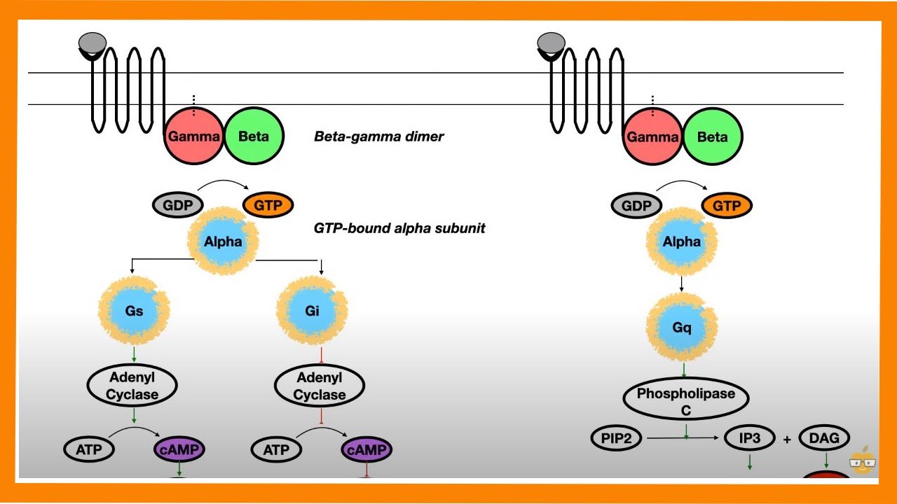 Signal Transduction Pathways (G-Protein, Receptor Tyrosine Kinase, cGMP)