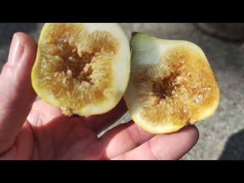 Ernte Honigfeige Feigen Frucht Sorte Golden Riverside A honey fig Fig Tree Ficus carica Harvest