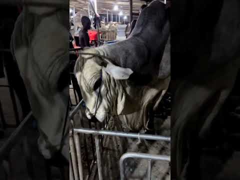 bokolo Nigeria breed 530 kg massive