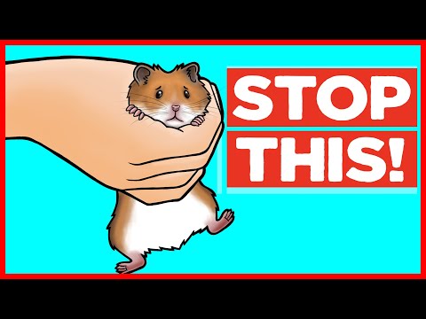 18 Things Hamsters Hate