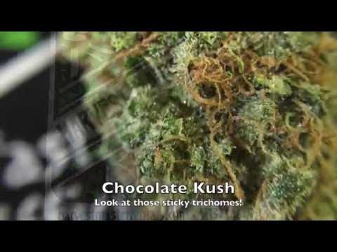 Dry Trimming Chocolate Kush
