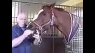 preview picture of video 'Ken Pankow Horse Dentist Virginia'