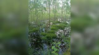 Failing The Rorschach Test (Matthew Good Band) Vocal cover