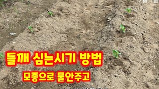 들깨 심기 물안 주고 모종으로 [들깨심는방법]