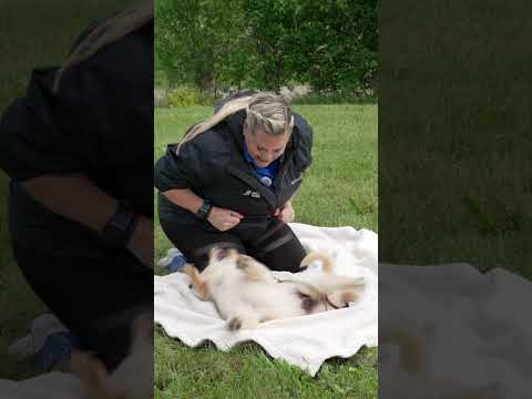 What To Do When A Puppy Bites You