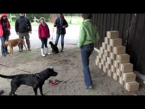 Die Schnitzeljagd mit Hund