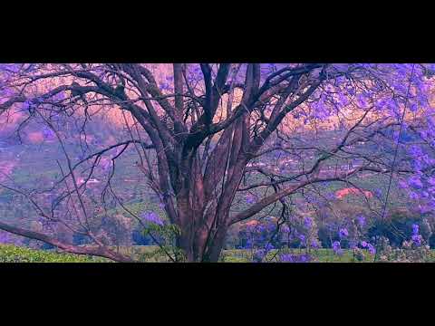 , title : 'Violet Flower Tree'