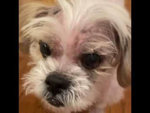 Rio, an adopted Shih Tzu & Maltese Mix in Los Angeles, CA_image-1