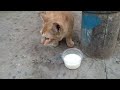 Cute Orange Cat Baby Is So Hungry