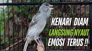 Download lagu Pancingan Kenari Respon Cepat Roll Panjang Jernih Kenari Macet Bunyi Seketika Nyaut!! mp3