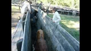 preview picture of video 'establecimiento el oculto trabajos de manga (prov.formosa dpto pirane. loc palo santo'