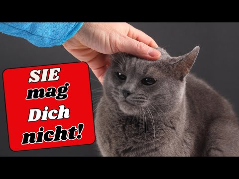Körpersprache: 10 Leicht zu übersehende Anzeichen dafür, dass Ihre Katze Sie heimlich NICHT mag!