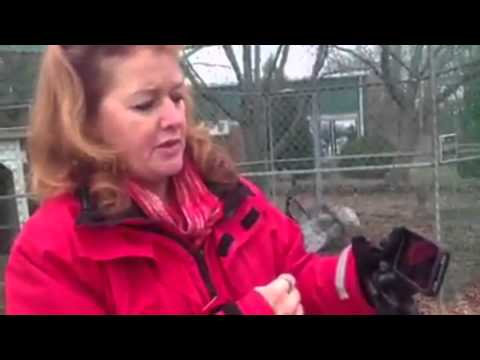 Feeding bread to ducks and geese believed to cause 'Angel Wing' - renders birds flightless