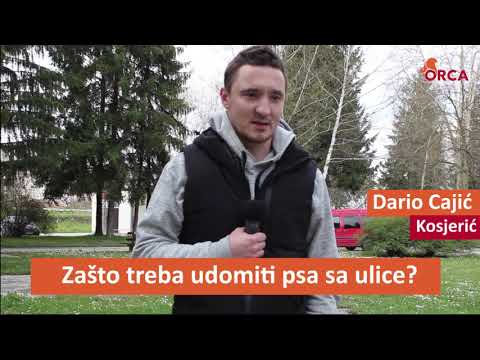 Pitali smo građane zašto treba udomiti psa sa ulice