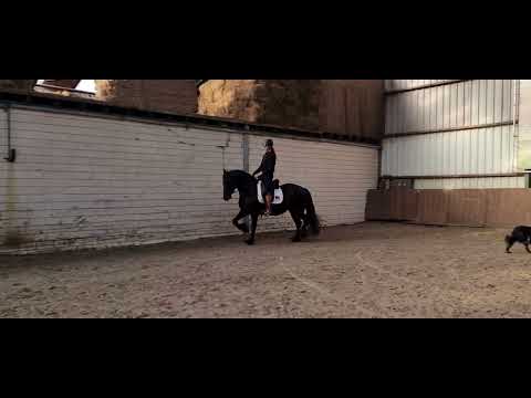 Stal Okkema's Zuzanne - Jesse x Olof - Star mare - 2015 - 1.62m