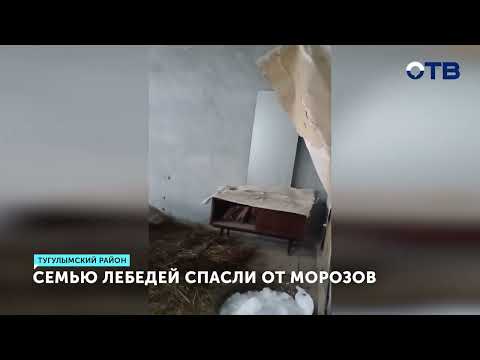 Спасенные от холода лебеди-шипуны перезимуют в тепле