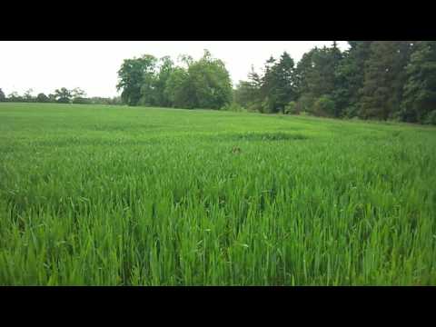 Home Loving Pets video.