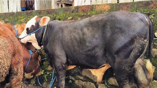 Download lagu 5.500 !! Pegon Hitam Murah Calon 1 TON !! Ajorr Sepi Pembeli !! Pasar Sapi Jatirogo  mp3 Download lagu 5.500 !! Pegon Hitam Murah Calon 1 TON !! Ajorr Sepi Pembeli !! Pasar Sapi Jatirogo  mp3