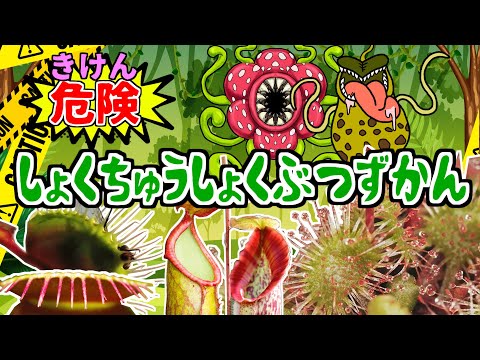 ハエトリグサ 植物