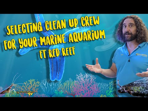 Selecting Clean Up Crew for your marine aquarium ft Red Reef