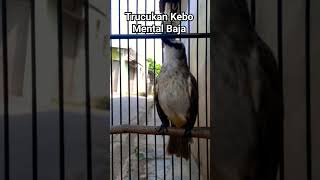 Download lagu trucukan kebo fighter‼#viral #trending #kicaumania #trucukan #trucuk #kicau #ropel #ropelmania #fyp mp3
