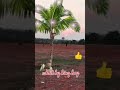 Ye Jo Halka Halka Sasur Hai Short Video