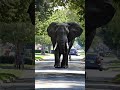 No One Expected This Elephant To Show Up Here Disney Shorts
