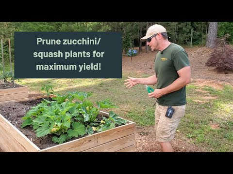 , title : 'Pangkas tanaman zucchini dan labu siam untuk produksi MAKSIMUM| Mendorong pertumbuhan baru dan mencegah penyakit'