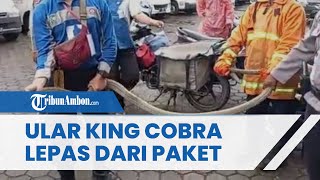 Viral Video Ular King Cobra Lepas dari Paket & Hampir Serang Kurir, Ternyata Cuma Dikemas Seadanya