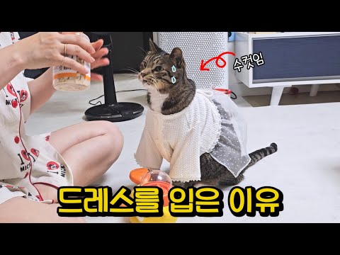 좀 특이하긴 해..! 집사랑 대화하려고 별 소리를 다 내는 고양이