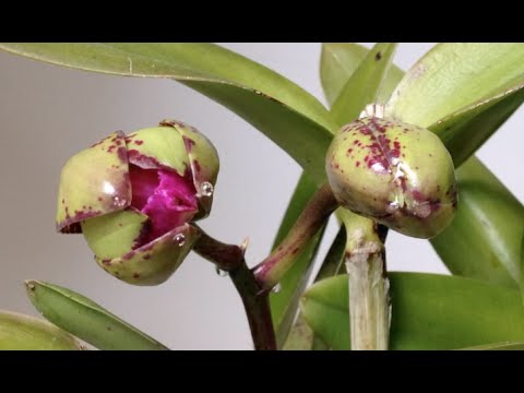 Sneak Peek at Cattleya Pink Jaguar (Time Lapse)