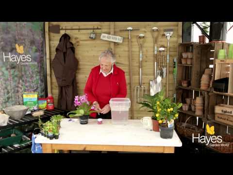 How to look after streptocarpus | Hayes Garden World