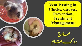 Vent Pasting in Chicks, Causes, Prevention and Treatment | Management | Pasted Vent