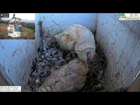 What a caring male Barn Owl: He gently preens his mate feathers why she incubates 6 eggs.