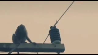 Download lagu Story Wa 30Detik SAD BOY! mp3