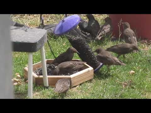 European Starling Invasion