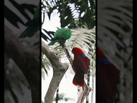 Colorful Macaw Parrots in 4K HDR