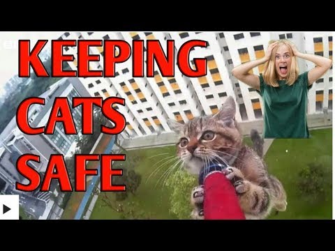 Falling felines: Keeping cats in high-rise flats safe