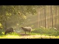 Wind Wispher Deep Sleep Music Sleepmusic Realxmusic Frogmusic2177