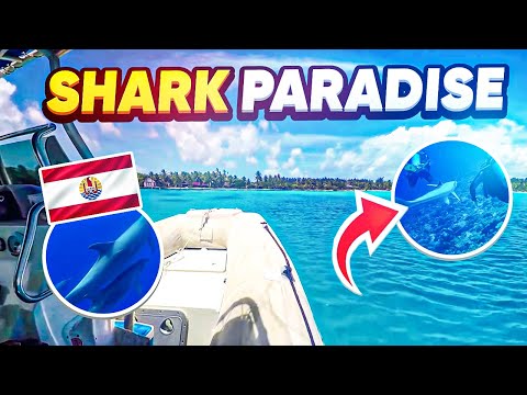 Shark Paradise | Mega trip in French Polynesia, sharks, manta ray, the holy grail of scuba diving