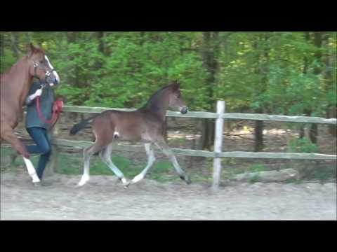 Hengstfohlen von Bernay x Quaterback