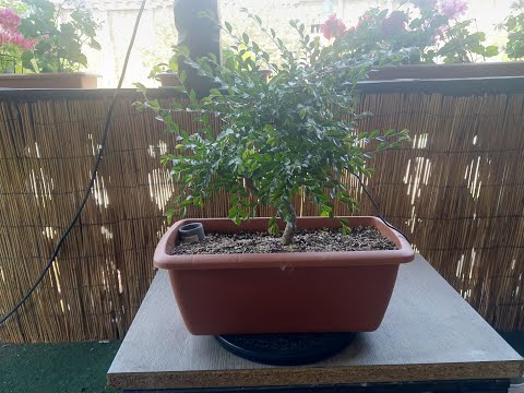 Chinesische Ulme (Ulmus parvifolia) schneiden (unzufrieden) mit Zeitraffer und Stecklinge machen