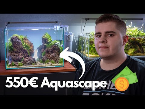 550€ Beginner Aquascape! 40L Aquarium Kosten