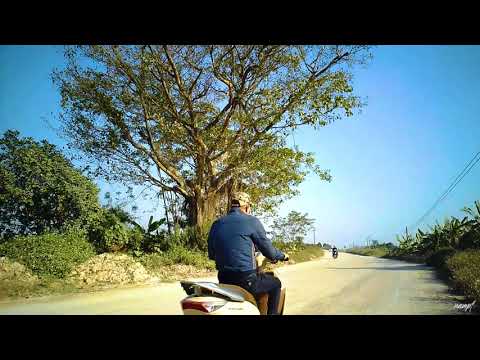 Cây Đa đầu làng ( xã An Dục-Quỳnh Phụ-Thái Bình)