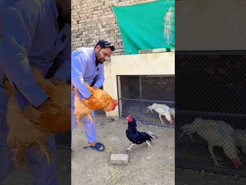 #minizoo #shorts #aseelmurga #aseel #rooster #pets #trending